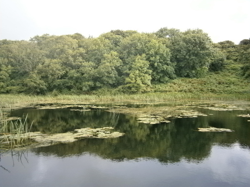 Lily ponds