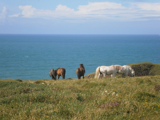 Some wild horses