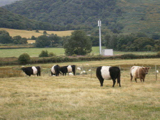 They just must be genetically engineered