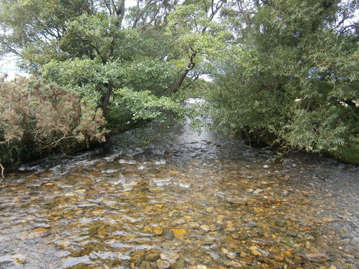 A small stream with a bridge leading over