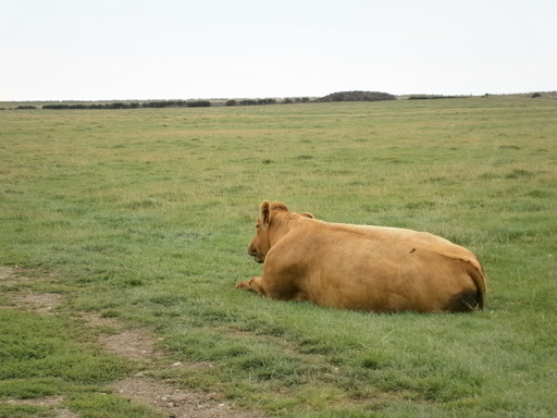 Dont be afraid, even if they directly lay in your path