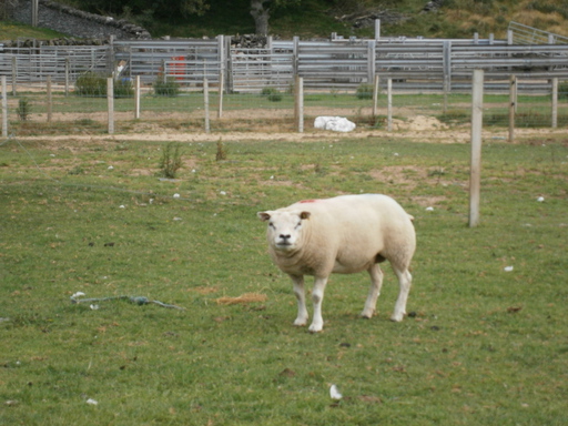 An incredible ugly crossing between sheep and pig... it really squeaks!