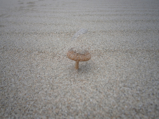 A sand mushroom - WTF?!
