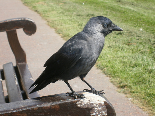 A fellow watching us drinking coffee in Aberdovey (distanced 30cm)