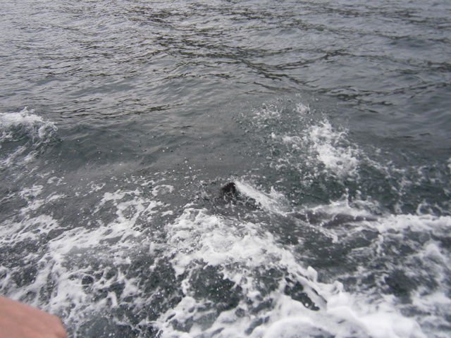 If you look close enough, you can spot Fungie the Dolphin